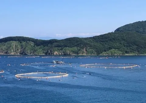 海に並ぶクロマグロの養殖いけす