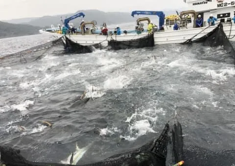 定置網漁で魚を水揚げする三津大敷株式会社の漁船